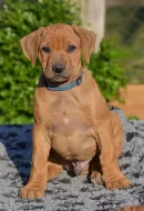 Rhodéský ridgeback - štěňátka s PP