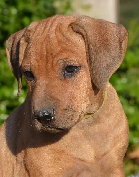 Rhodéský ridgeback - štěňátka s PP