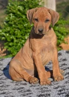 Rhodéský ridgeback - štěňátka s PP