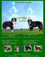 Bernský salašnický pes - štěňata s PP