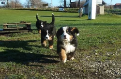 Bernský salašnický pes - štěňata s PP