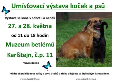 Umísťovací výstava koček a psů