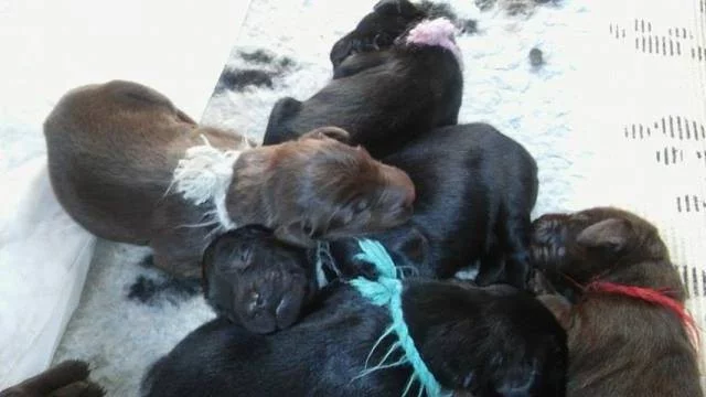 Flat Coated retriever - hnědá a černá štěňátka.