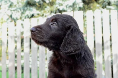 Flat Coated retriever - hnědá a černá štěňátka.