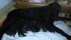 Flat Coated retriever - hnědá a černá štěňátka.