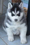Sibiřský husky