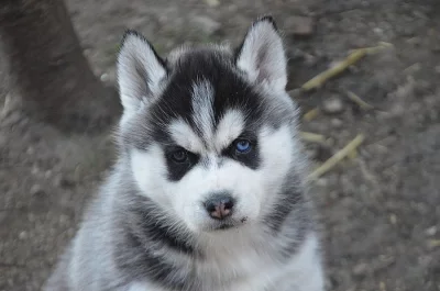 Sibiřský husky