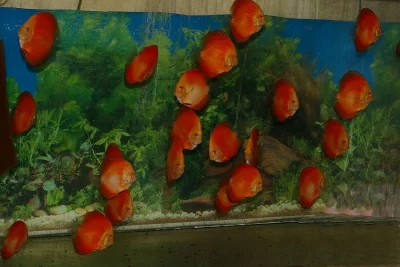 Prodám terčovce RED