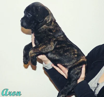 Bullmastiff s PP
