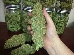 Lékařská marihuana na prodej