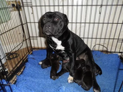 Amstaff  Štěňátka s pp