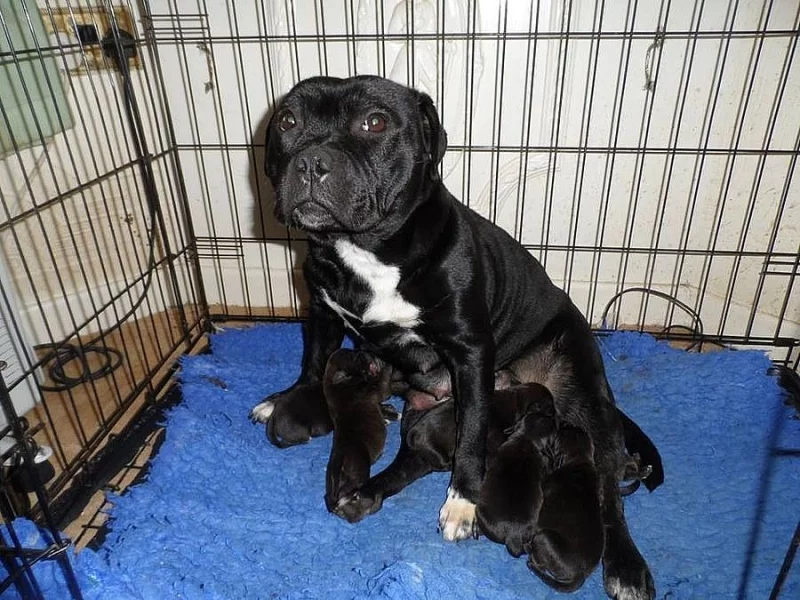 Amstaff Štěňátka s pp