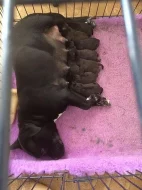 Amstaff Štěňátka s pp