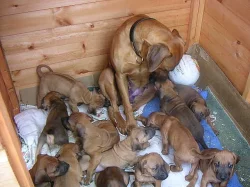 Rhodéský Ridgeback štěňátka s PP