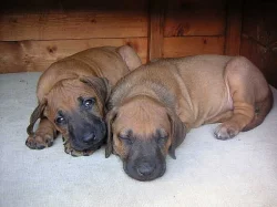 Rhodéský Ridgeback štěňátka s PP