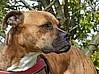 Fido - kříženec amerického pitbulteriéra a německého boxera