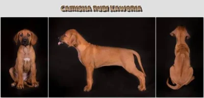 Rhodesian Ridgeback - fenka s PP na predaj