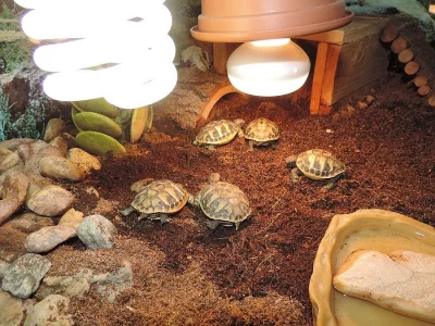 TESTUDO HERMANNI