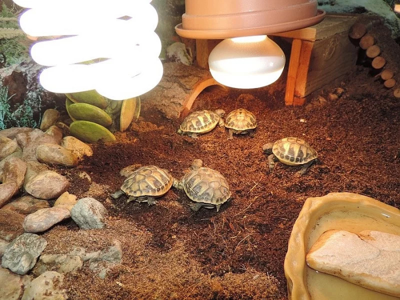TESTUDO HERMANNI