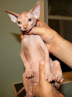 Brown Sphynx koťata na prodej