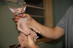Brown Sphynx koťata na prodej