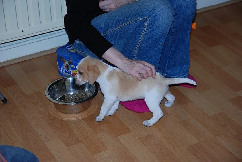 K dispozici jsou dvě štěňátka s nejlepšími třídami beagle