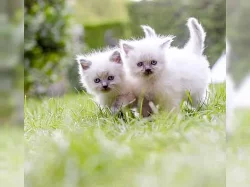 Kotata ragdoll