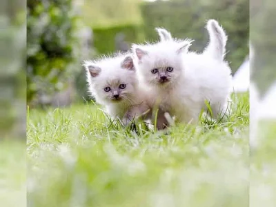 Kotata ragdoll