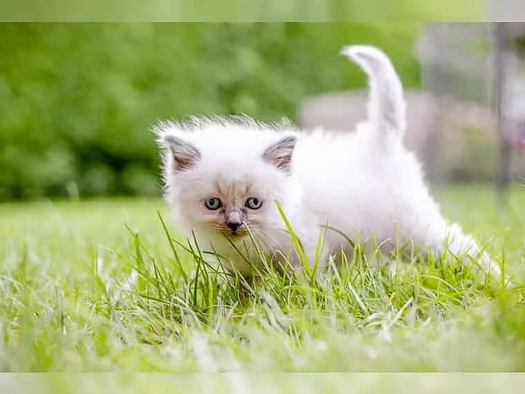 Kotata ragdoll