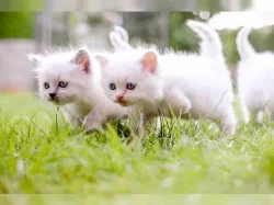 Kotata ragdoll