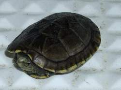 klapavka štírovitá