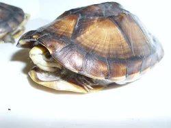 klapavka štírovitá