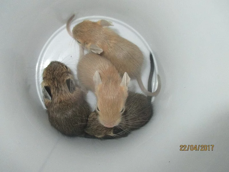 Osmák degu - barevná miminka