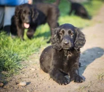 Flat coated retriever