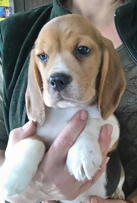 Bígl, beagle s PP