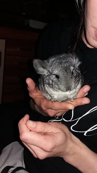 Činčilí mláďata