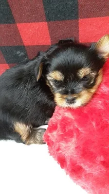 Jorkšírský terier s PP fenečky