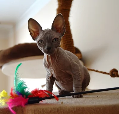 Koťátka sphynx s PP
