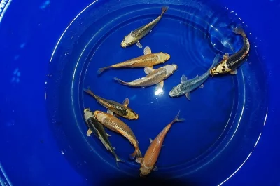 KOI - tosai (jednoletí)