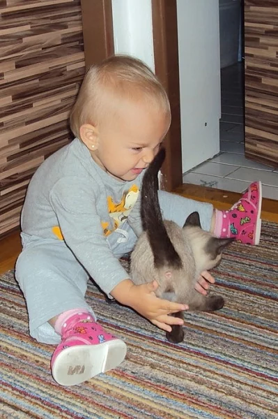 Prodám siamská koťátka
