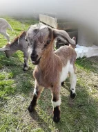 Prodám nebo daruji kůzlata