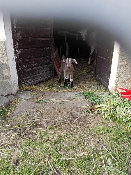 Prodám nebo daruji kůzlata