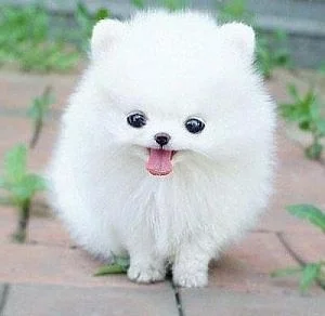 MALTESE