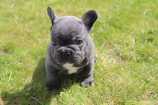 Koupíme štěně francouzského buldočka modré barvy