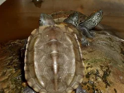 želva trojkýlná