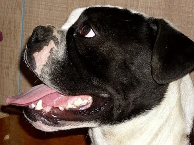 Buldok- Ollde Bulldogge