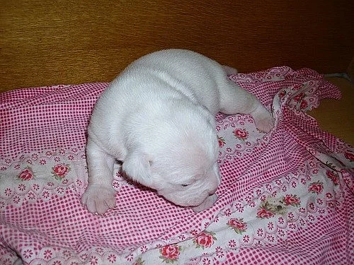Buldok- Ollde Bulldogge