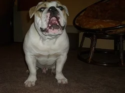Buldok- Ollde Bulldogge