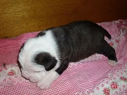 Buldok- Ollde Bulldogge