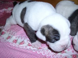 Buldok- Ollde Bulldogge